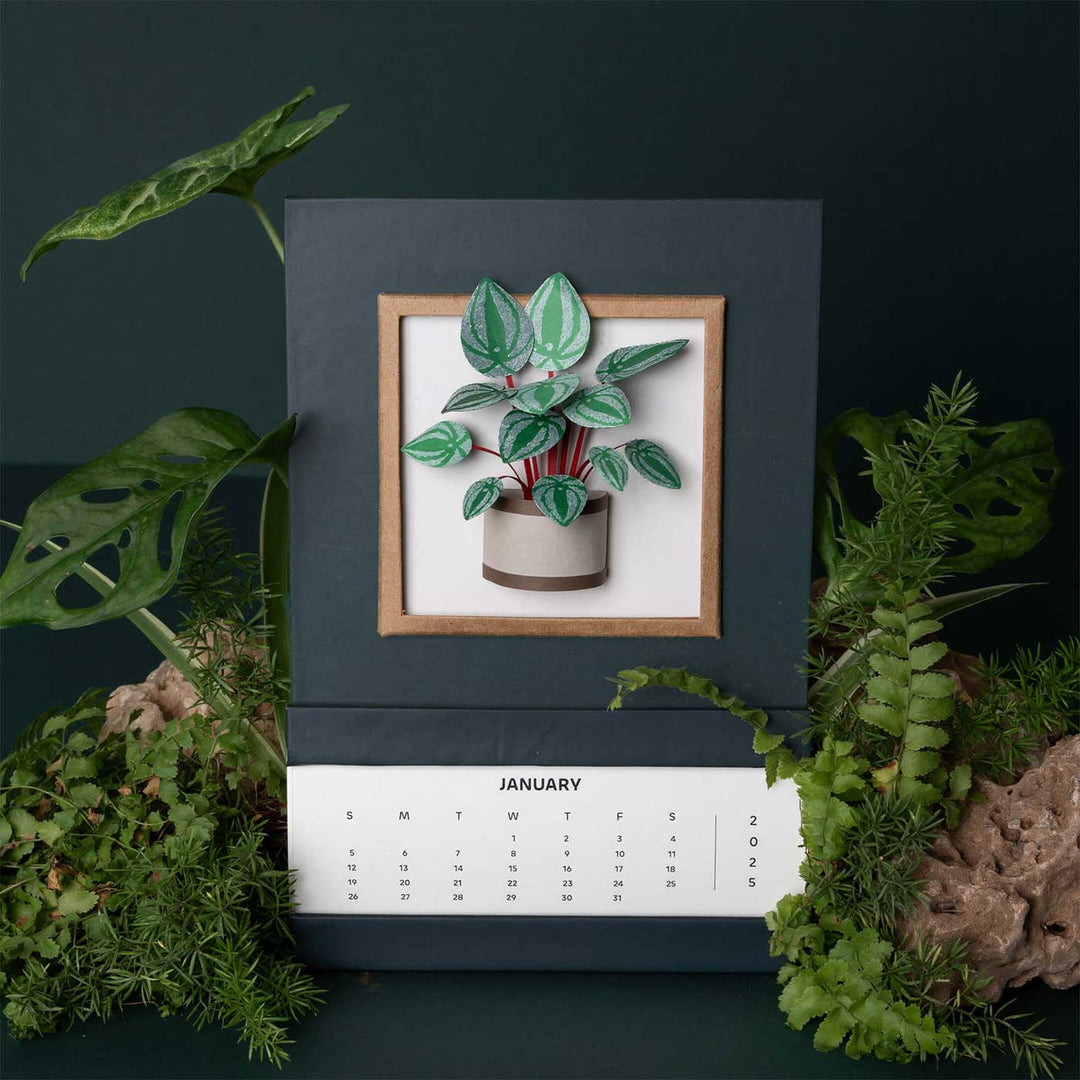 Handmade 3D Watermelon Peperomia Plant 2026 Desk Calendar