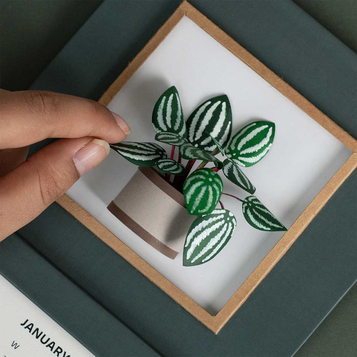 Handmade 3D Watermelon Peperomia Plant 2026 Desk Calendar