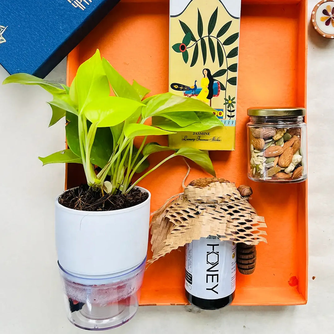 Eco-friendly Diwali Gift Hamper | Includes 1 Self-watering Money Plant, 1 Honey Jar, 1 Dry Fruits Jar, 1 Incense Pack, 1 Festive Card